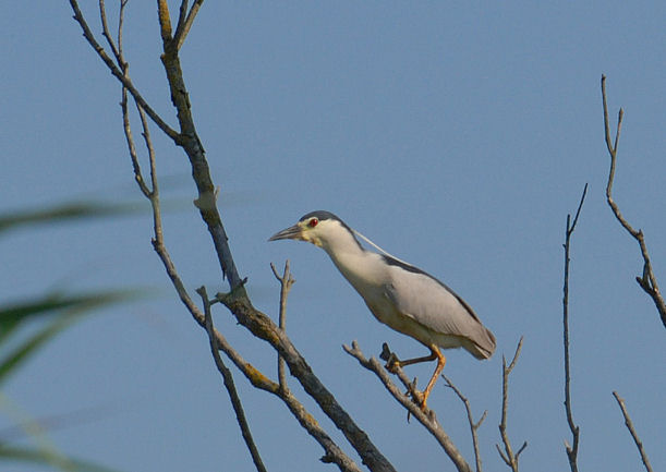 Nitticore a Fucecchio